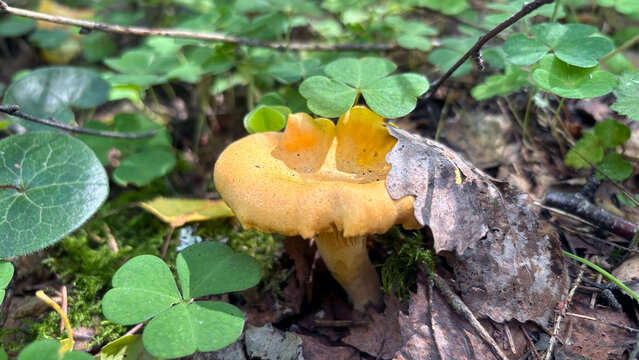 Wild Yellow Chanterelle Mushroom Growing on Forest Floor Among Moss and Clover Leaves
