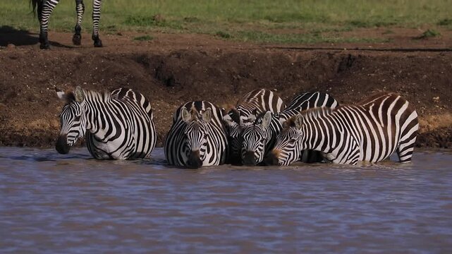 Row of Zebras Drinking at a Waterhole in Naboisho Conservancy, Maasai Mara, Kenya African Wildlife Safari