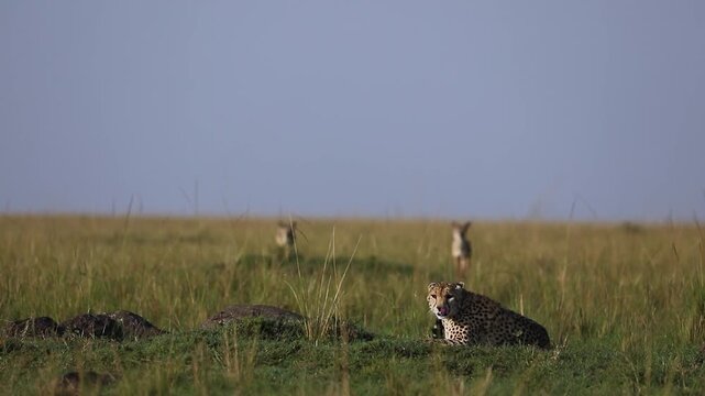 Cheetah Being Watched by Two Jackals on the Savannah of Mara North Conservancy, Masai Mara, Kenya African Wildlife Safari