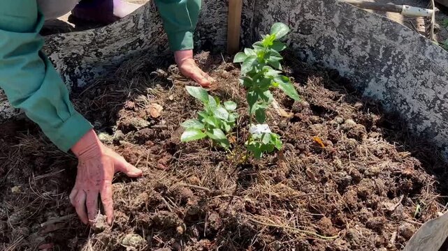Gardener plants a young blueberry bush in rich soil. Ideal for gardening blogs, farming ads, seasonal banners, and social media.