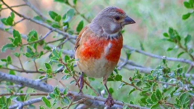 Bird in tree