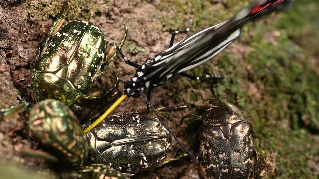 樹液を吸うために口吻を伸ばすアカボシゴマダラ