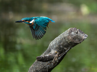 Fototapeta premium Common kingfisher, bird, kingfisher, nature, animal, wildlife, blue, bee, bee-eater, colorful, green, branch, birds, beautiful, colourful