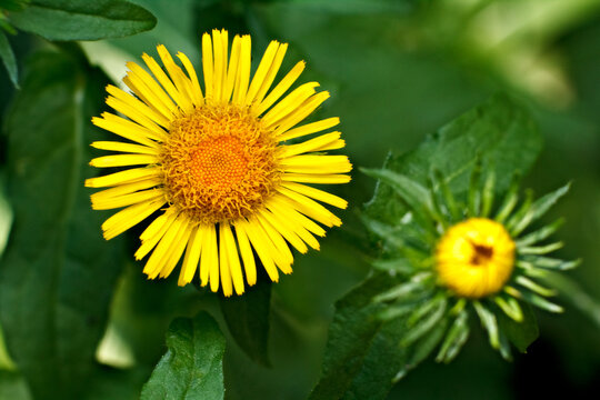 Bright yellow inula flower head in a lush green garden setting with gardening