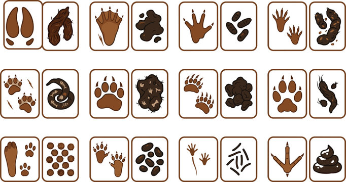 Wild Animal Track and Scat Identification Card Set Featuring Footprints, Paw Prints, and Feces Shapes for Forest Wildlife Nature Education