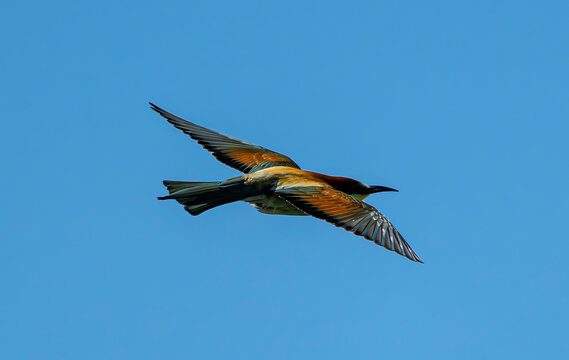 European bee-eater, bird, nature, animal, wildlife, blue, bee, bee-eater, colorful, green, branch, birds, beautiful, colourful, 