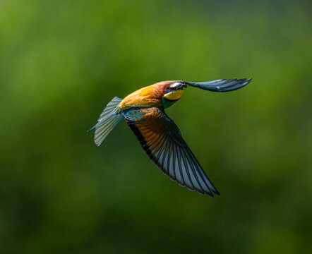 European bee-eater, bird, nature, animal, wildlife, blue, bee, bee-eater, colorful, green, branch, birds, beautiful, colourful, 
