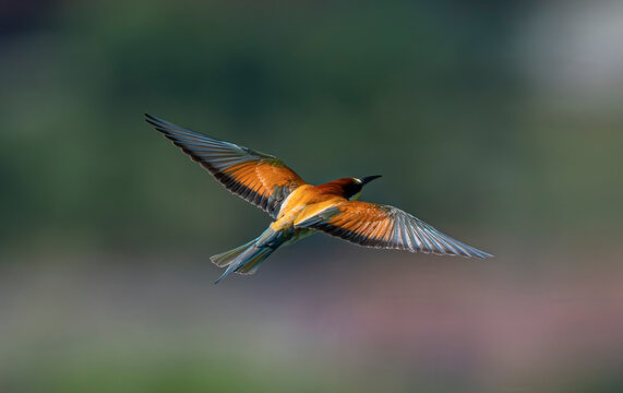 European bee-eater, bird, nature, animal, wildlife, blue, bee, bee-eater, colorful, green, branch, birds, beautiful, colourful, 