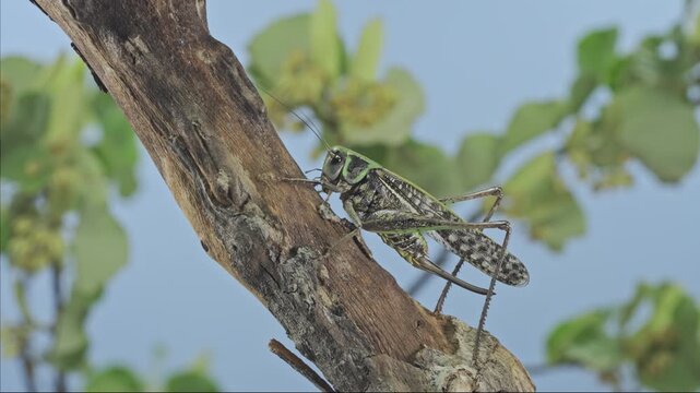 Vivid green and gray female long-winged wart-biter insect perched on wooden branch and fluttering wings, ready to fly against blurry blue and green background, super slow motion