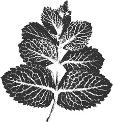 textured mint leaf print in vintage linocut graphic style PNG © MarhaRyta