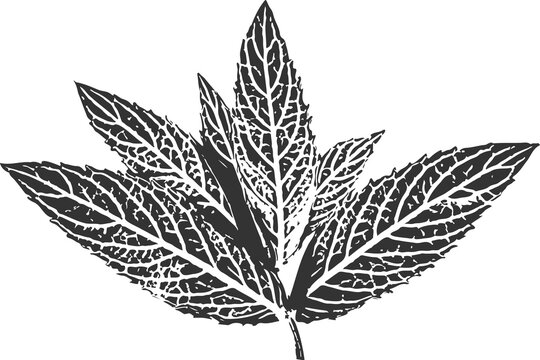 Botanical PNG element with mentha piperita leaf nature print, peppermint ink stamp branch