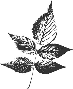 Ash tree leaf compound imprint black PNG