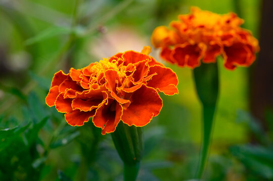 Orange marigold closeup showing the curled, lace-like petals