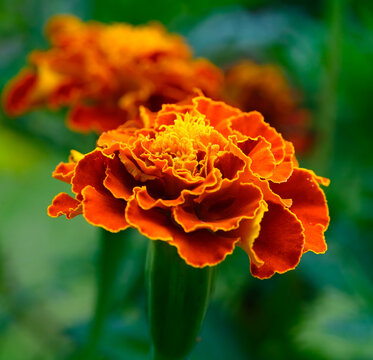 Orange marigold closeup with a blurred marigold in the background