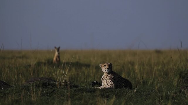 Cheetah sat up watching over the Masai Mara with jackal behind safari mara north conservancy big cats wildlife african safari