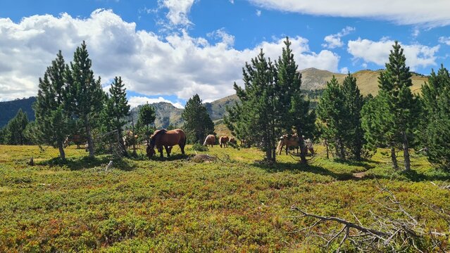Sc&egrave;ne estivale des Pyr&eacute;n&eacute;es fran&ccedil;aises : des chevaux de traits en train de brouter dans un champ de myrtilles (parc naturel r&eacute;gional des Pyr&eacute;n&eacute;es ari&eacute;geoises)