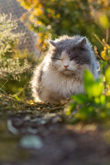 Positive and negative consequences of animals walking freely outside on private territory. Make cats outdoor environments in the garden safe © lesichkadesign