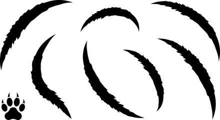 Set of wild animal claw scratch marks and black paw print silhouette isolated on white background © mokbul