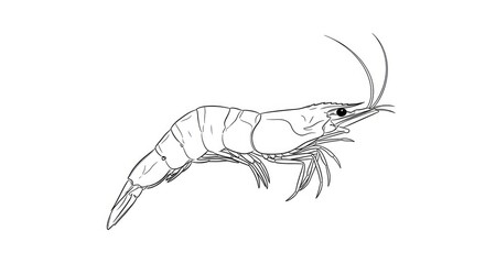 Fototapeta premium A detailed black and white line drawing depicts a shrimp. The shrimp is shown in a side profile, with its antennae prominently displayed.