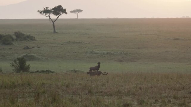 Cheetah walks across the Maasai Mara as a topi watches on Mara North Conservancy wildlife safari in Kenya