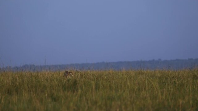 Cheetah walking through the Mara North Conservancy with jackals following masai mara african kenya safari