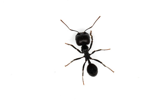 Macro Close Up of Big Headed Ant Pheidole Major Worker Isolated on White Background Top View. Extreme close-up macro photograph of a black ant with a disproportionately large head, characteristic