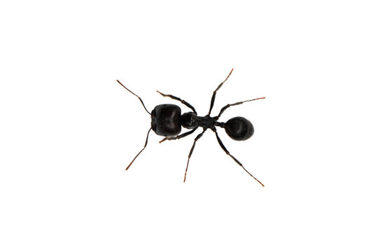 Macro shot of black big-headed ant (Pheidole sp.) on white background, top view. Extreme close-up macro photograph of a black ant with a disproportionately large head, characteristic of the major/sold