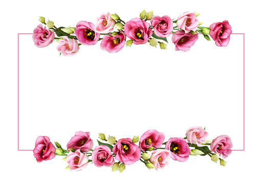 Pink eustoma flowers in a floral frame isolated on white or transparent background