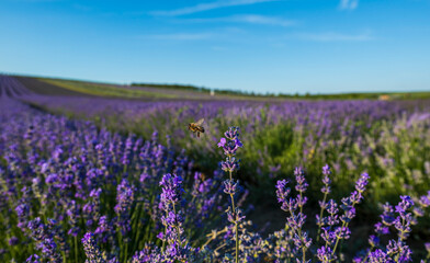 Obraz premium Lavender, lavandin, Lavender Farm Starovicky, South Moravia, Czech Republic, fields, landscape, sun, sunset, summer, Palava