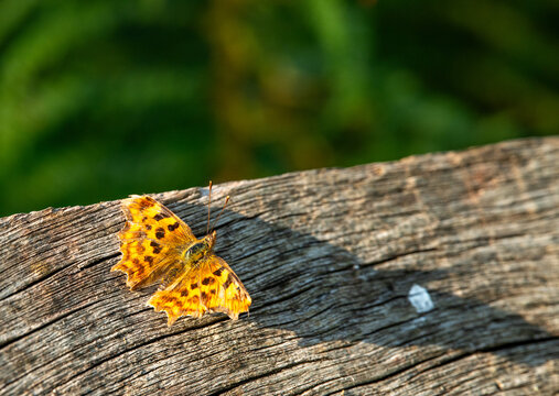 Comma butterfly (Polygonia c-album) resting on a wooden bridge in the evening sun