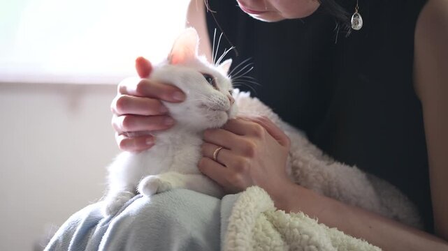 白猫を愛おしそうに撫でる女性のクローズアップ、室内