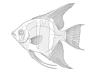 Fototapeta premium A detailed black and white line drawing depicts an angelfish. The fish has a prominent, elongated dorsal fin and a flowing caudal fin.