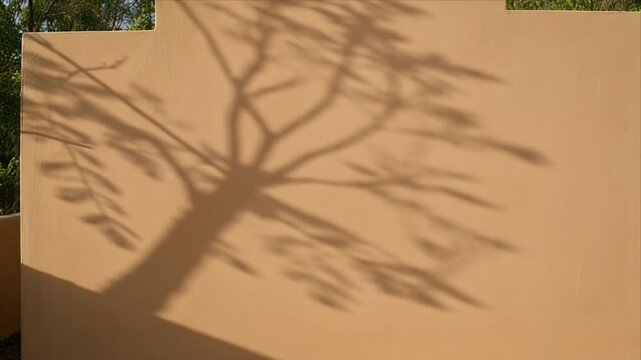 Botanical wall shadow overlay outdoor minimal tree silhouette branch sunlight nature calm background texture abstract pattern architectural warm tranquil mood design