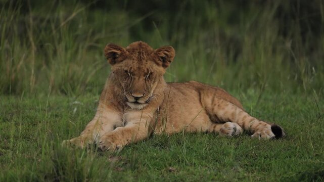 Sleepy lion cub in the Mara Naboisho Conservancy Masai Mara kenya wildlife safari