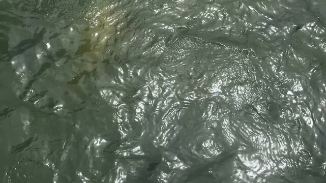 Colorful koi fish swimming in clear pond water. Group of carp fish moving in garden pool. Japanese tradition and nature concept. Peaceful atmosphere with aquatic animal movement.