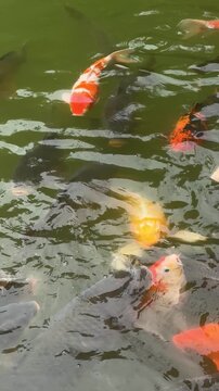 Group of colorful koi fish swimming in green pond water. Decorative carp in outdoor water garden. Peaceful aquatic life, relaxation and nature zen concept for pond maintenance. Vertical.