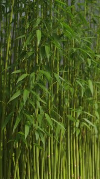 Bamboo leaf foliage green nature botanical wall shadow overlay garden background calm texture design element outdoor plant detail vertical greenery fence