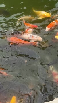 Group of colorful koi fish swimming in green pond water. Decorative carp in outdoor water garden. Peaceful aquatic life, relaxation and nature zen concept for pond maintenance. Vertical.