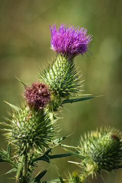 Purple thistle flower close up
