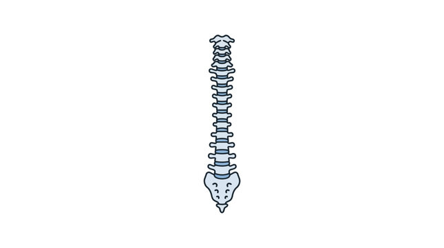 A detailed vector illustration of the human vertebral column and sacrum.