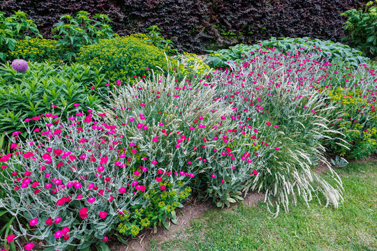 Beautiful rose campion flowers blooming in the early summer garden.　