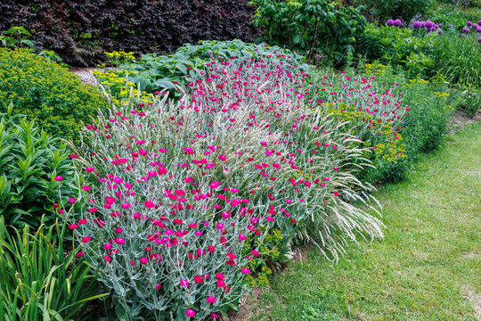 Beautiful rose campion flowers blooming in the early summer garden.　
