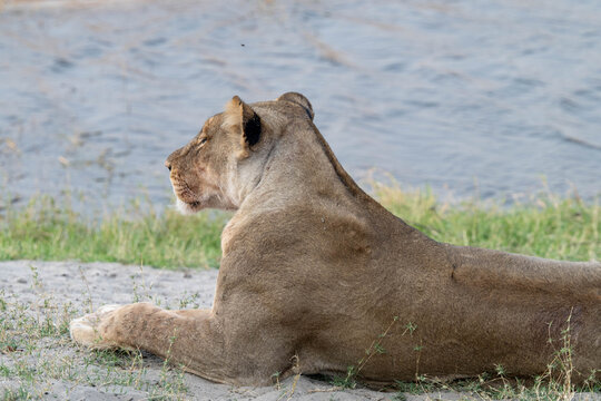 L&ouml;wenrudel in Bodswana zerlegen ein Gnu
