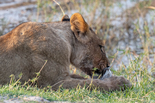 L&ouml;wenrudel in Bodswana zerlegen ein Gnu
