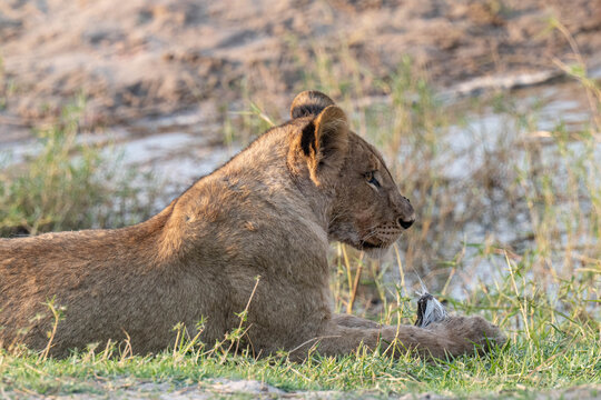 L&ouml;wenrudel in Bodswana zerlegen ein Gnu