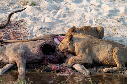 L&ouml;wenrudel in Bodswana zerlegen ein Gnu