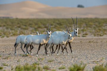 Herd of Arabian oryx standing in a desert reserve © mktuteja