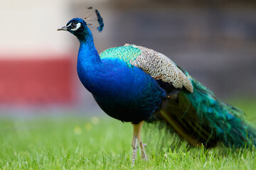 Obraz premium Indian peafowl walking on lush green grass in castle grounds