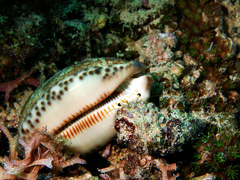 A small hermit crab explores an empty Harlequin cowrie shell (Mauritia histio) on the coral reef at the house reef of Pulau Pef, Raja Ampat, Indonesia