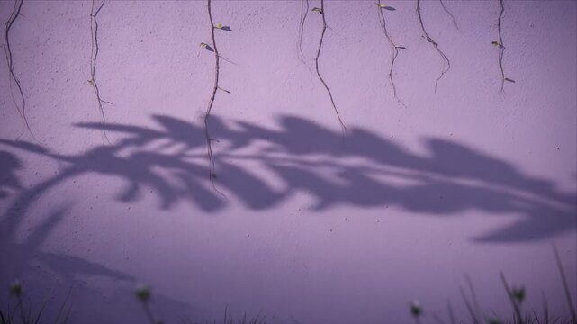 Botanical wall shadow overlay in purple minimal style with plant vine foliage and nature inspired calm aesthetic background sunlight organic texture exterior surface detail abstract dreamy decor